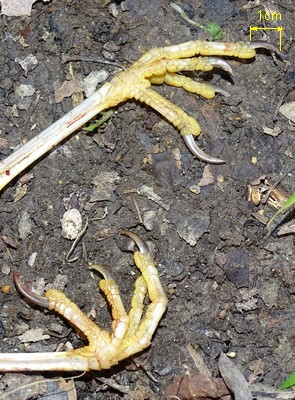 Riconoscimento penne